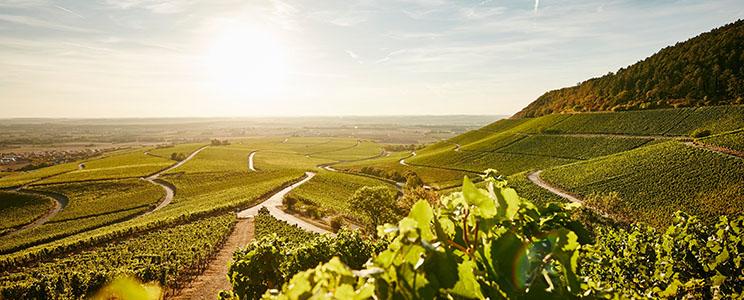 Weingut Hans Wirsching 