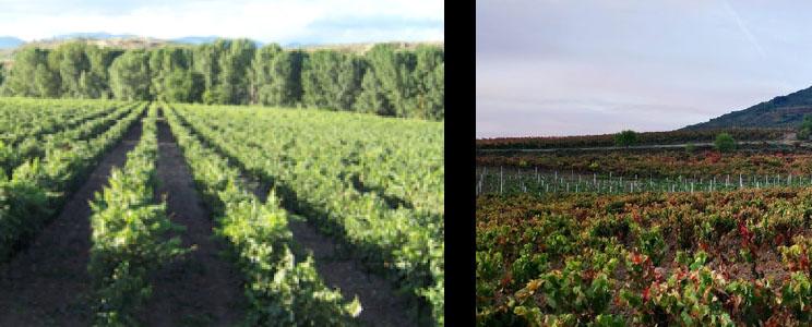 Bodegas Finca Cienvacas 