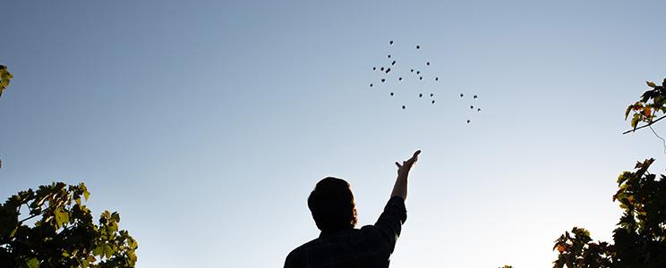 Vinos Ferrin y Cordero 