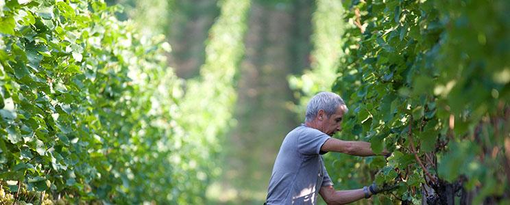 Weingut Nicolussi-Leck 