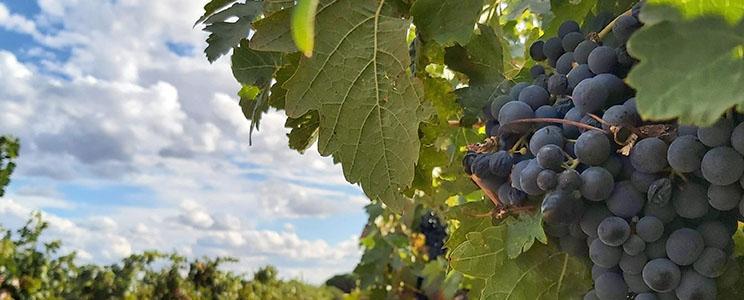 Dominio de Montelahorra 