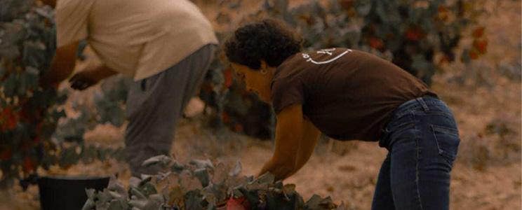 Annapurna - High Altitude Wine 