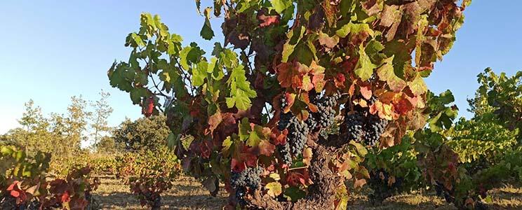 Bodega Al Pie del Abismo 