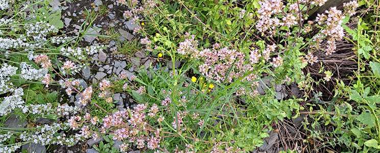 Winninger Sektmanufaktur C-Kloss 