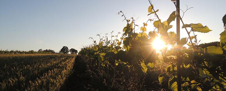Bodensatz Wein 