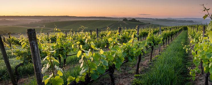 SOBERCIETY Signature Collection 