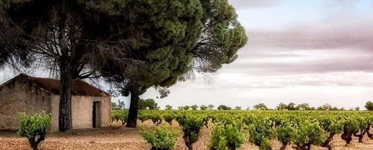 Bodega y Viñedos Moratalla 