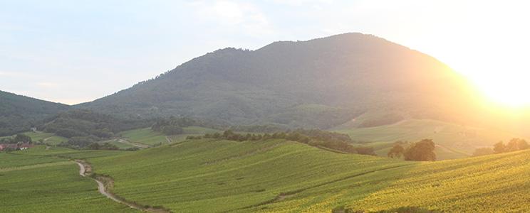 Domaine Sohler Les Vigneronnes 