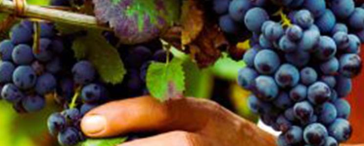 Tenuta Cavalier Ferrante 