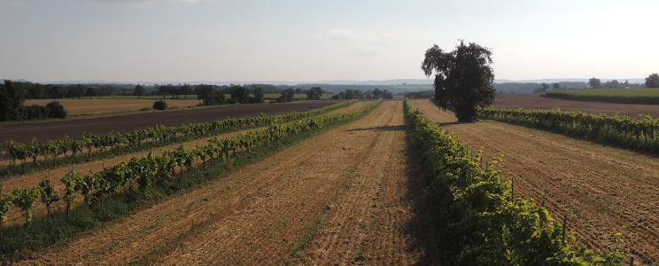 Bodensatz Wein 