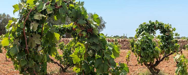 Masseria Borgo dei Trulli 