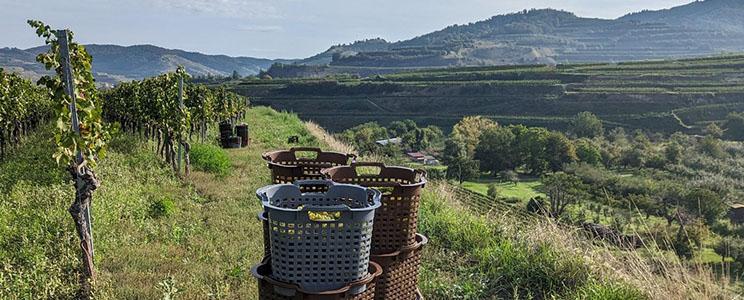 Weingut Peter Strohm 