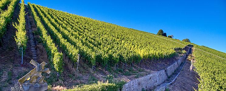 Weingut Zur Schwane 