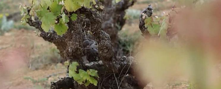 Annapurna - High Altitude Wine 