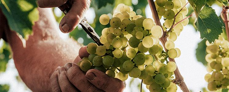 Sasbacher Winzerkeller 