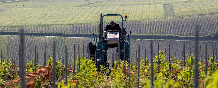 Champagne Fernand Lemaire 