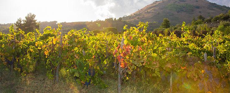 Contino Grazia Maria 