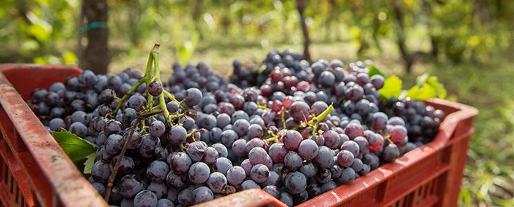 Contino Grazia Maria 