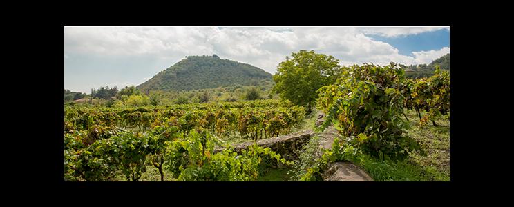 Contino Grazia Maria 