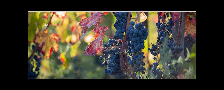 Contino Grazia Maria 