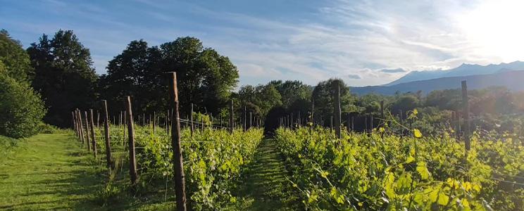 Altaluce Vini di Montagna 