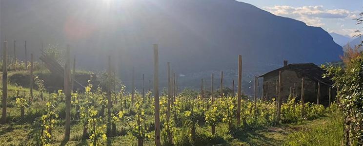 Altaluce Vini di Montagna 