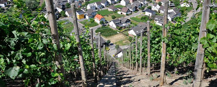 Weinmanufaktur Dagernova 