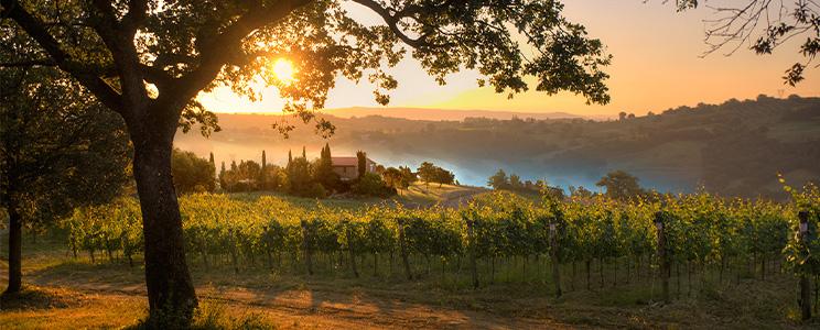 Azienda Agricola Diegale 