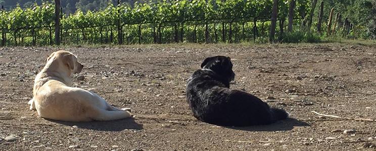 Azienda Agricola Diegale 