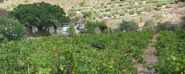 Manu Guardiola Viticultor 