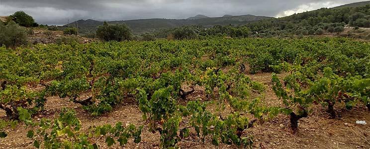 Manu Guardiola Viticultor 