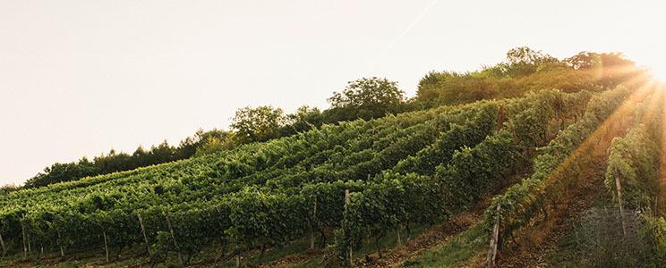  Weingut Harteneck: Flaschengärung