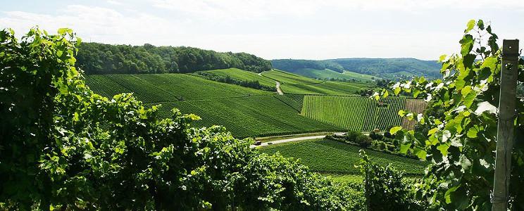 Weingut Kistenmacher-Hengerer: Weißwein