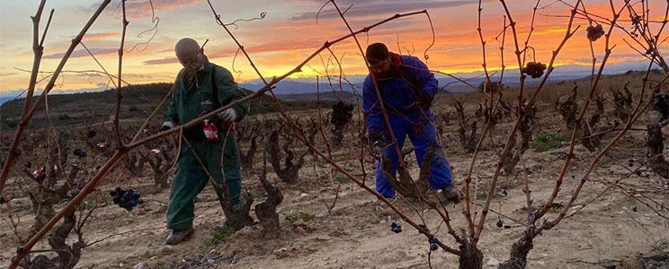 Bodega Teodoro Ruiz Monge 