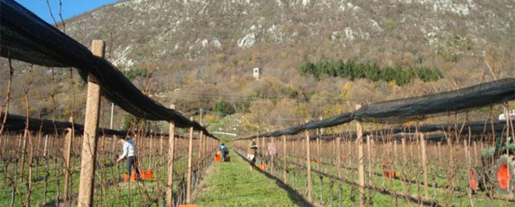 Giovanni Dri - Il Roncat 