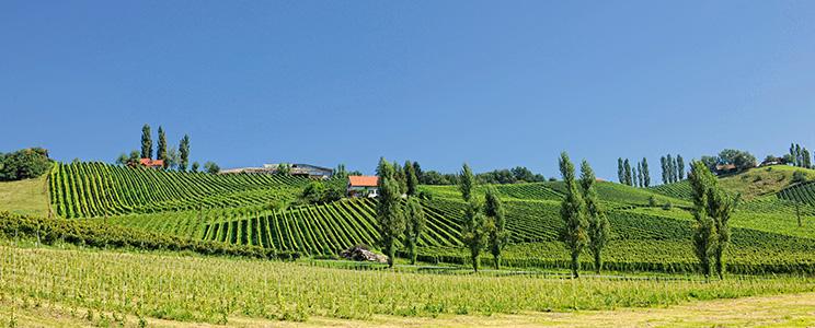 Weingut Erwin Sabathi: Weißwein