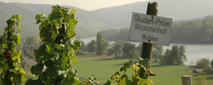  Weingut Studert-Prüm Maximinhof: Qualitätswein