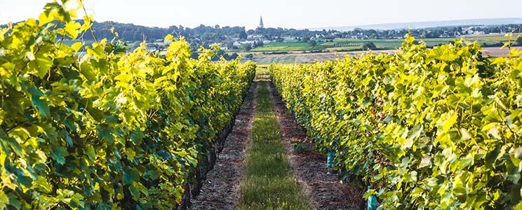Les Héritiers du Comte Lafon 