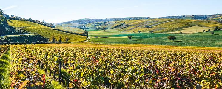 Les Héritiers du Comte Lafon 