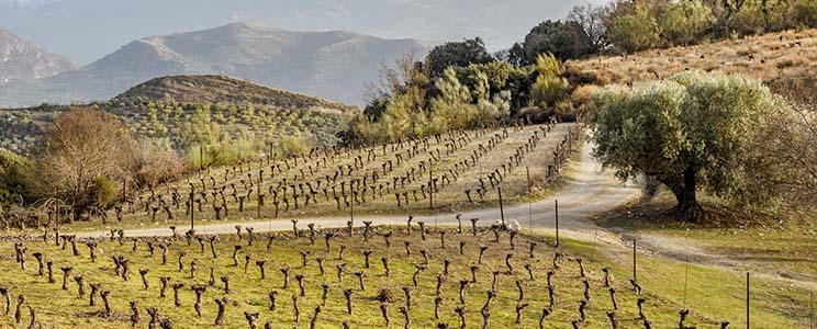 Traslanzas Bodegas y Viñedos 