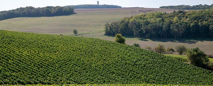 Champagne Daubanton et Fils 