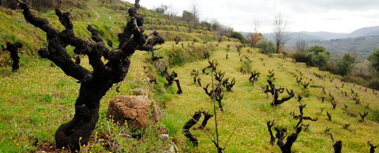 Viñas del Cambrico 
