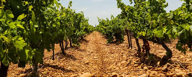 Château des Coccinelles 