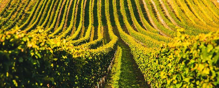 Weingut Krämerhof 