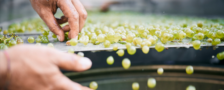 Weingut Otto & Martin Frey 