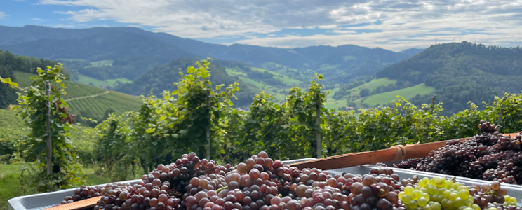 Weingut Otto & Martin Frey 