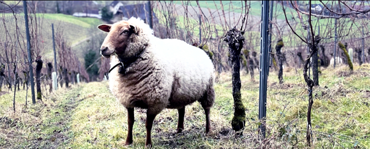 Weingut Otto & Martin Frey 