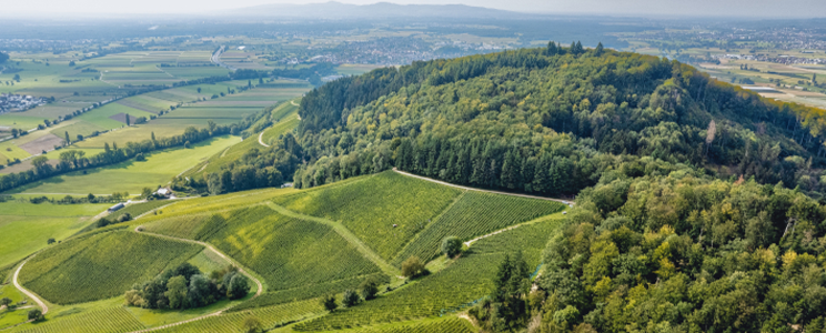 Weingut Otto & Martin Frey 