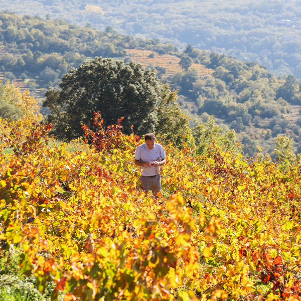 Fernando Maillo Fernando Maillo