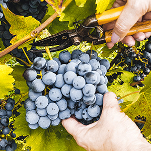 Thomas Braun Thomas Braun